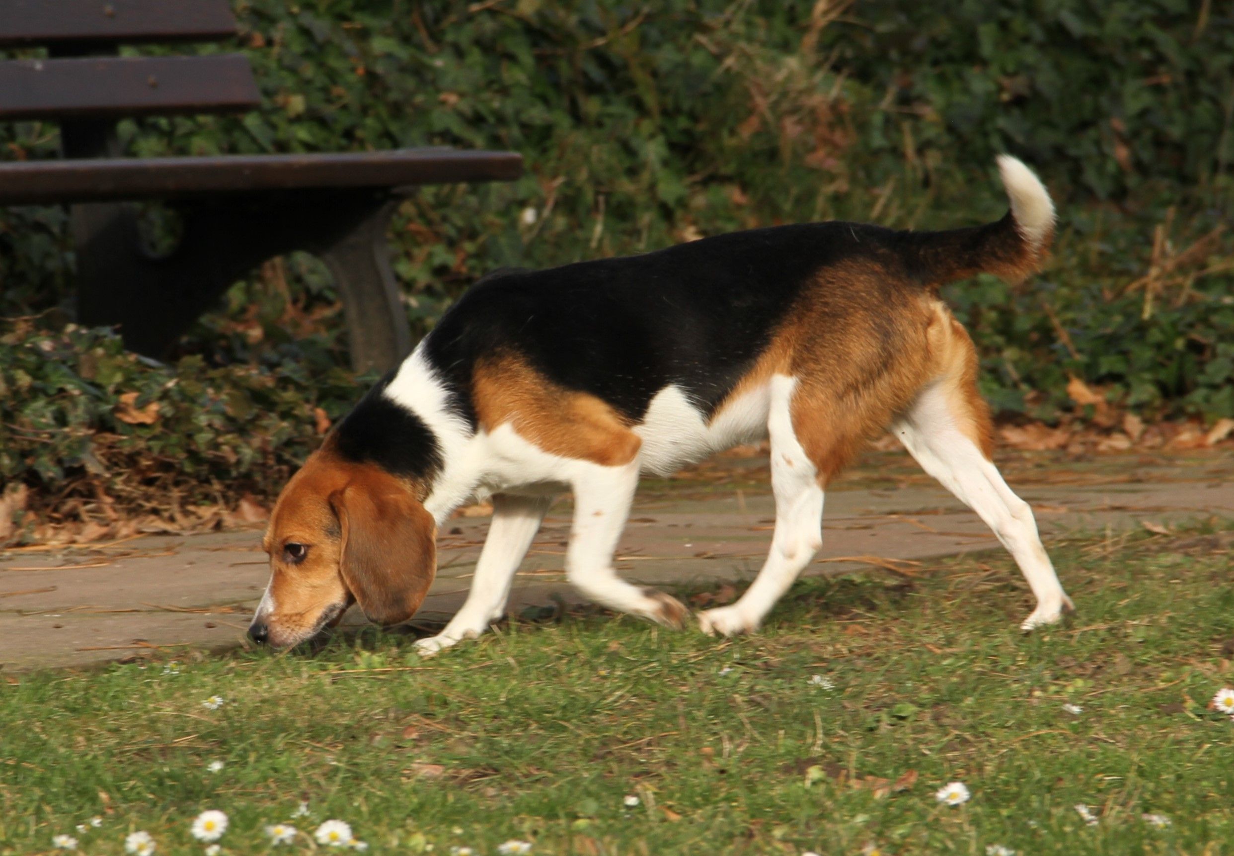 Jaro, Rüde, 2 Jahre