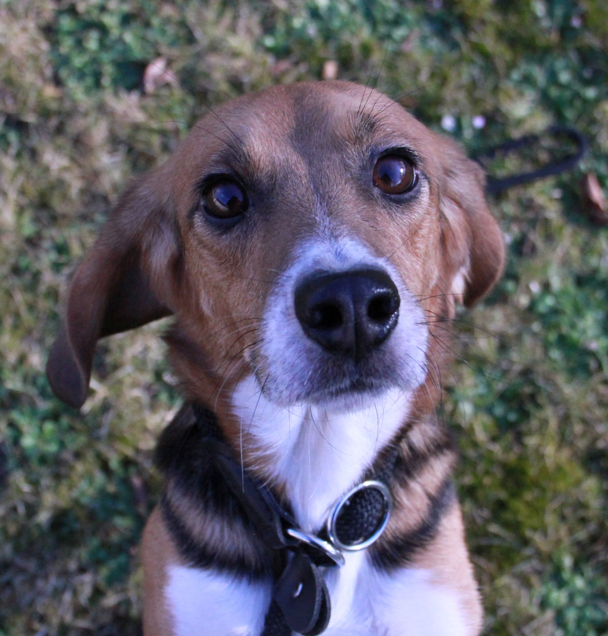 Strolch, Rüde, 2 Jahre