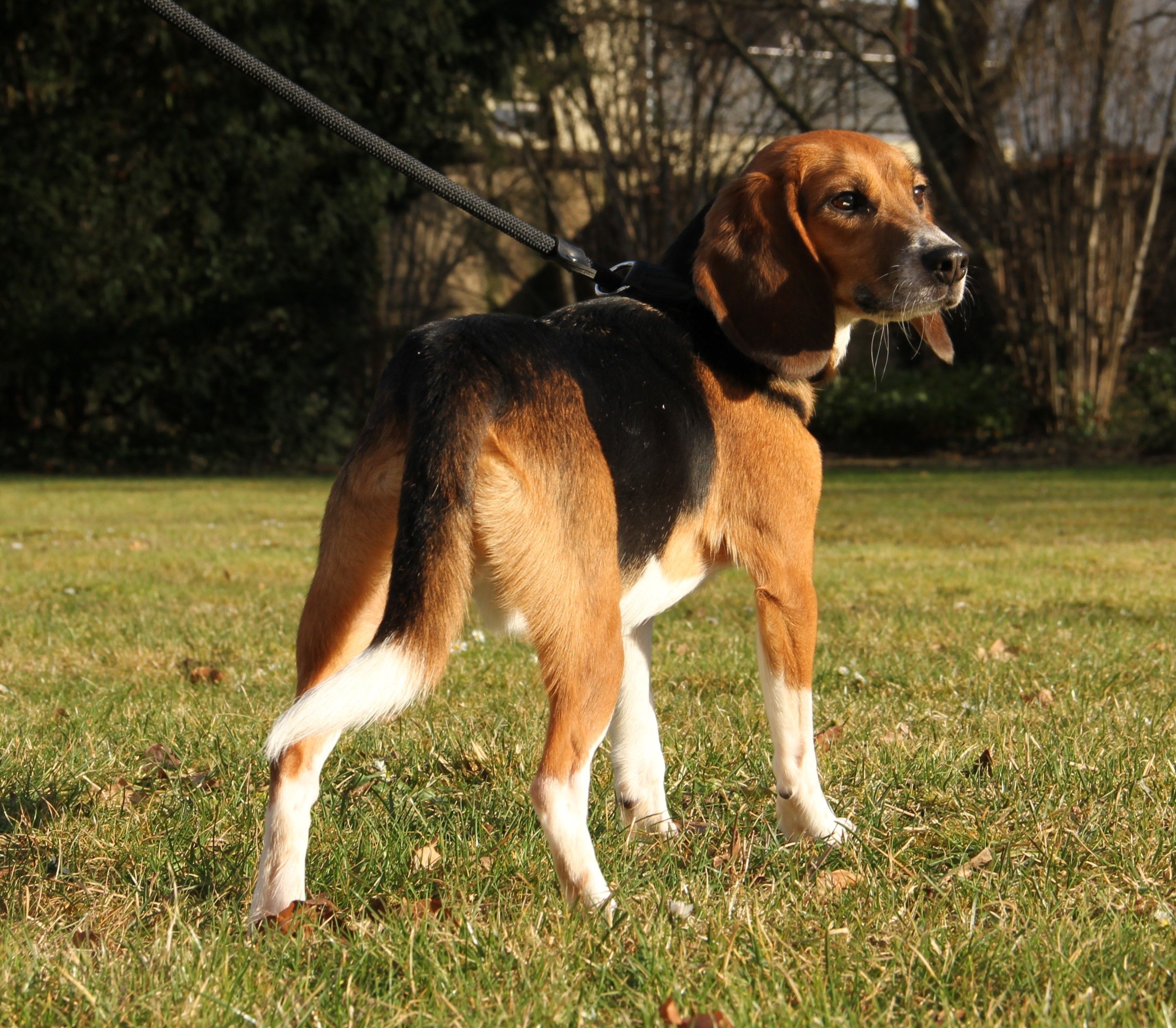 Strolch, Rüde, 2 Jahre