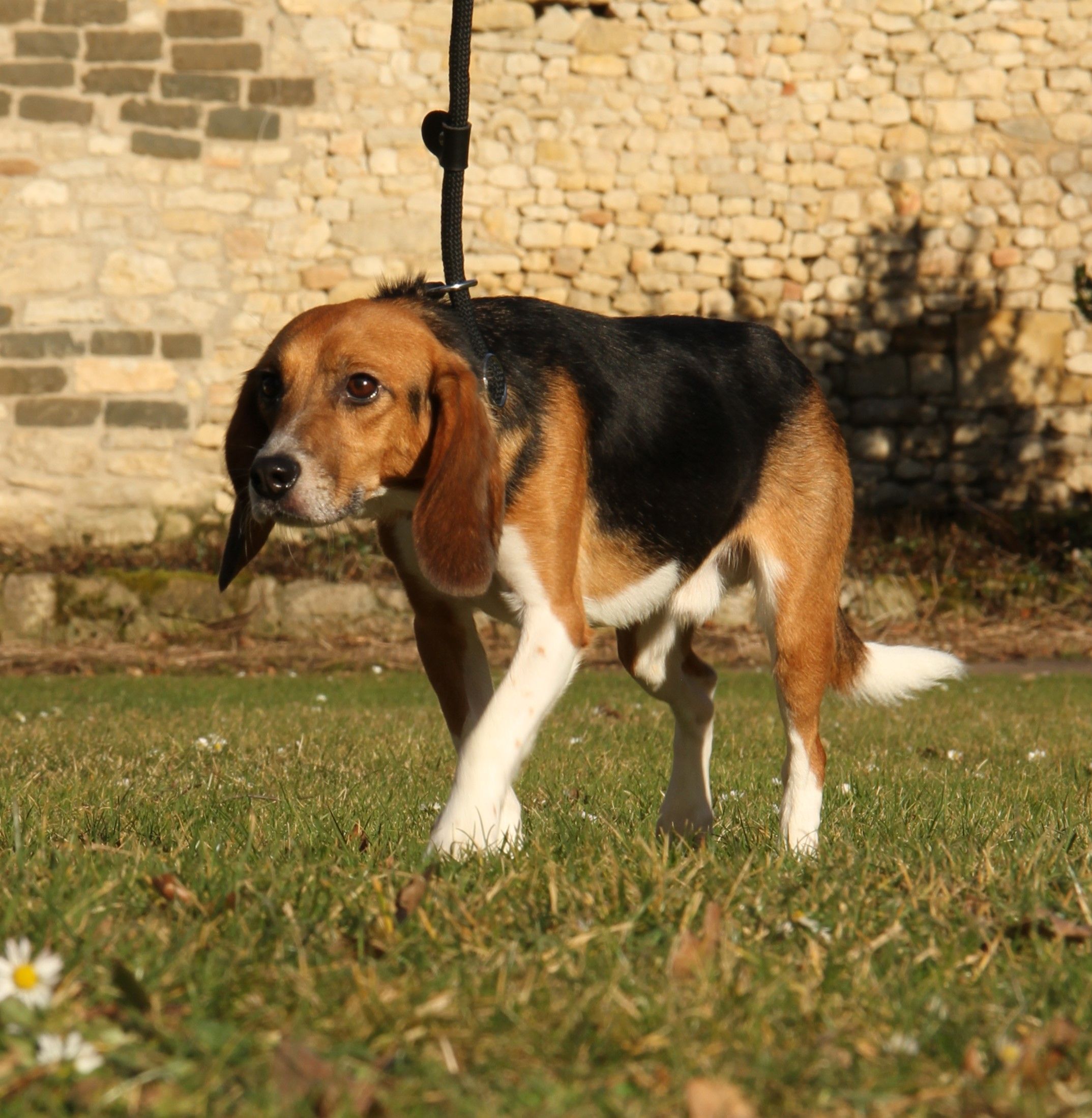 Strolch, Rüde, 2 Jahre