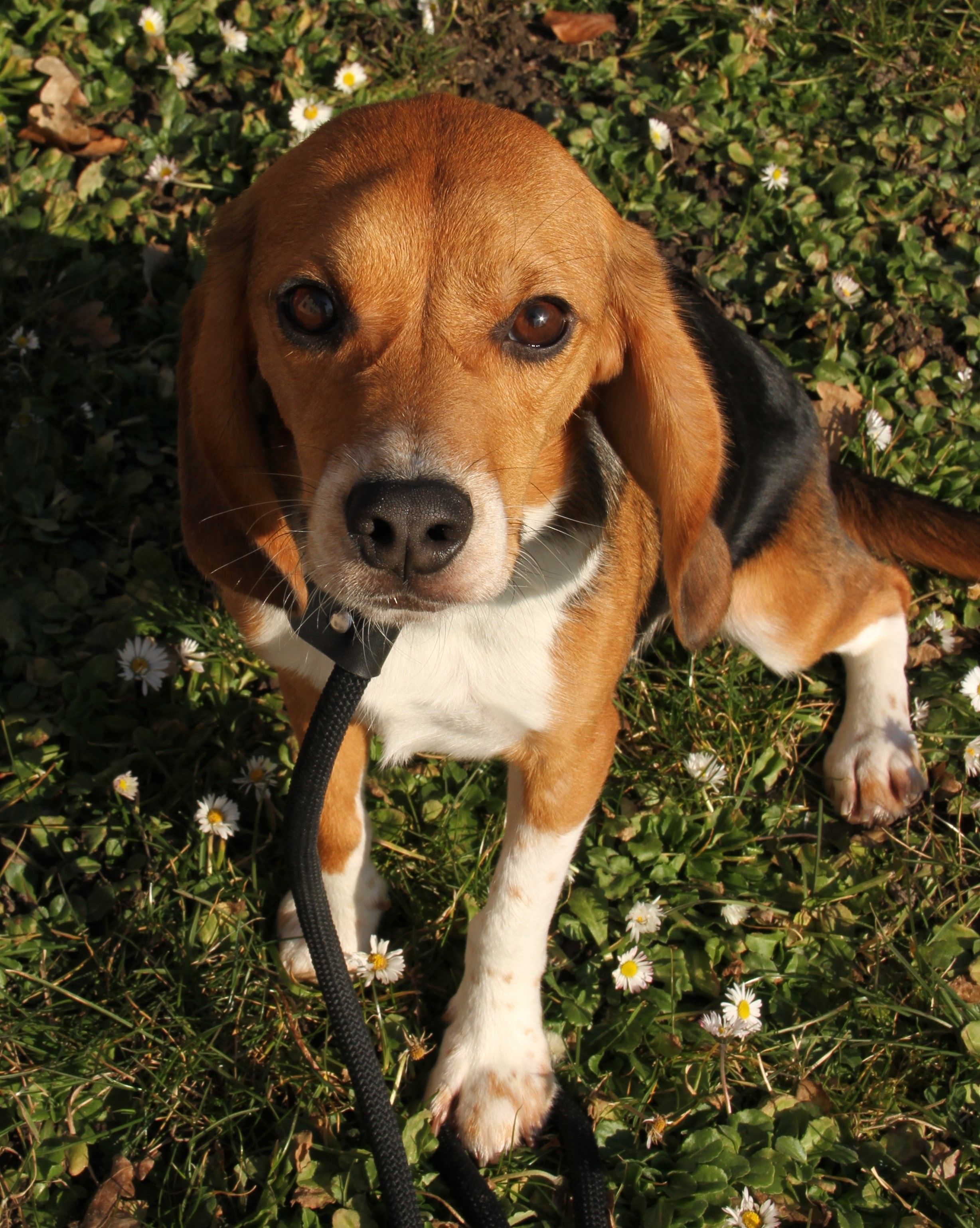 Scrat, Rüde, 1 Jahr