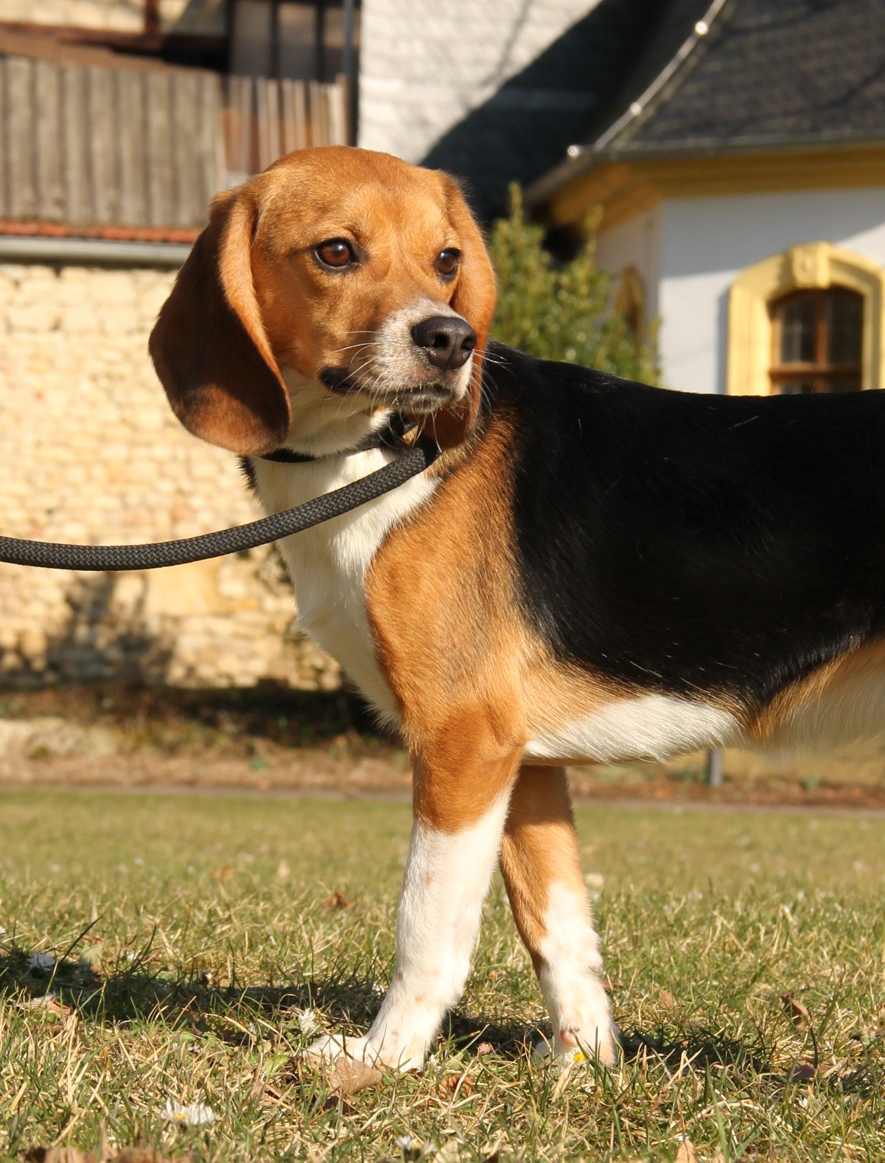 Scrat, Rüde, 1 Jahr