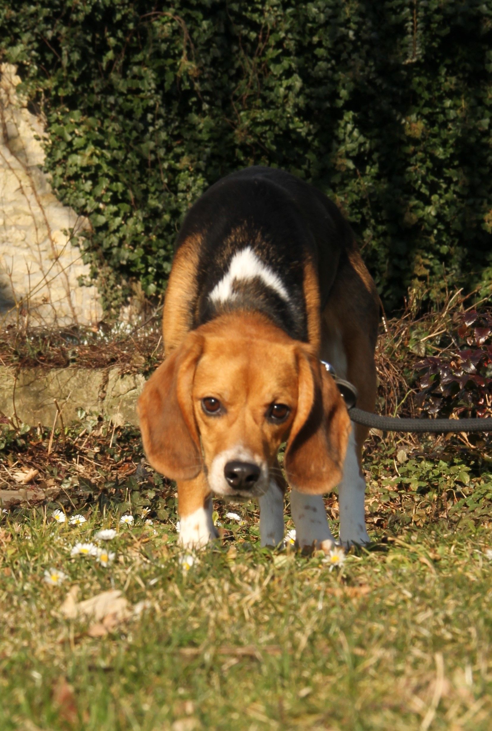 Scrat, Rüde, 1 Jahr