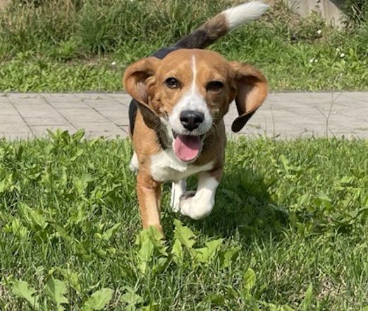 Lou , Hündin, 5 Jahre