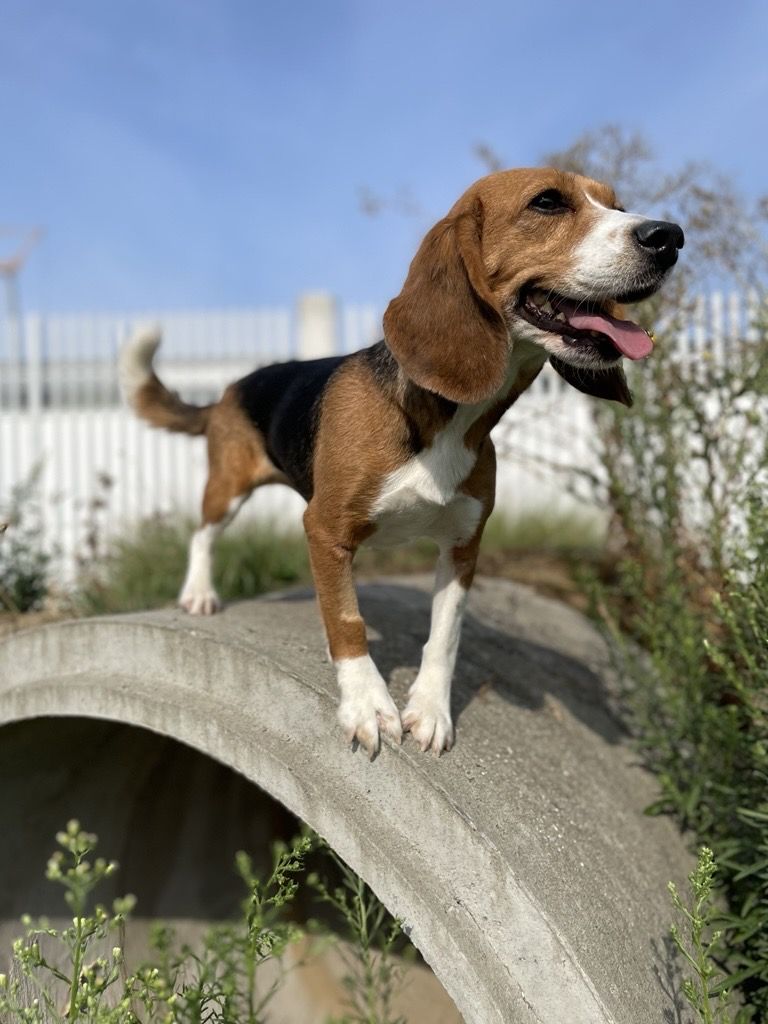 Lou , Hündin, 5 Jahre