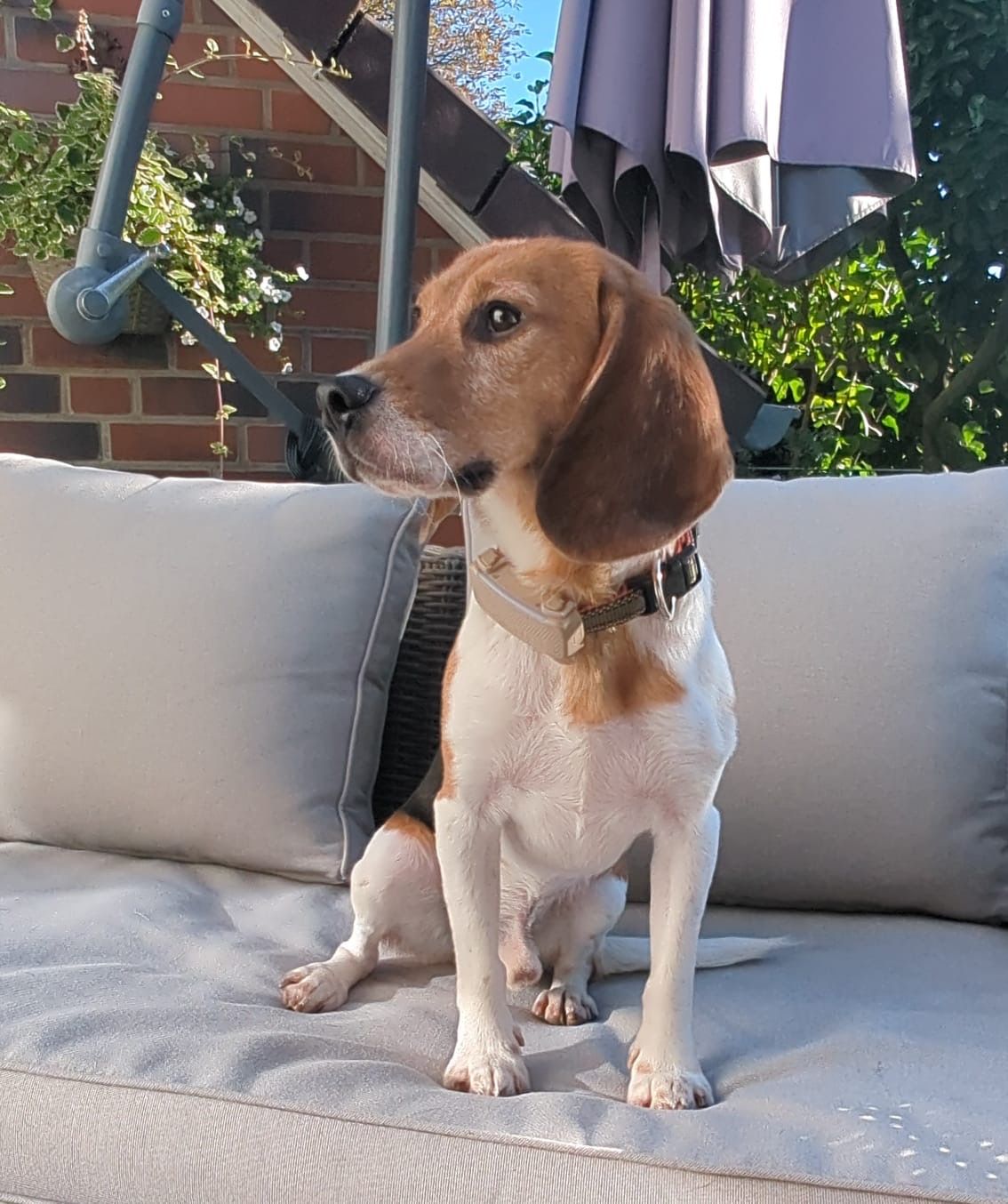 Edgar, Rüde, 2 Jahre