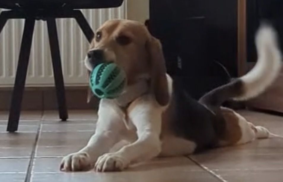 Edgar, Rüde, 2 Jahre