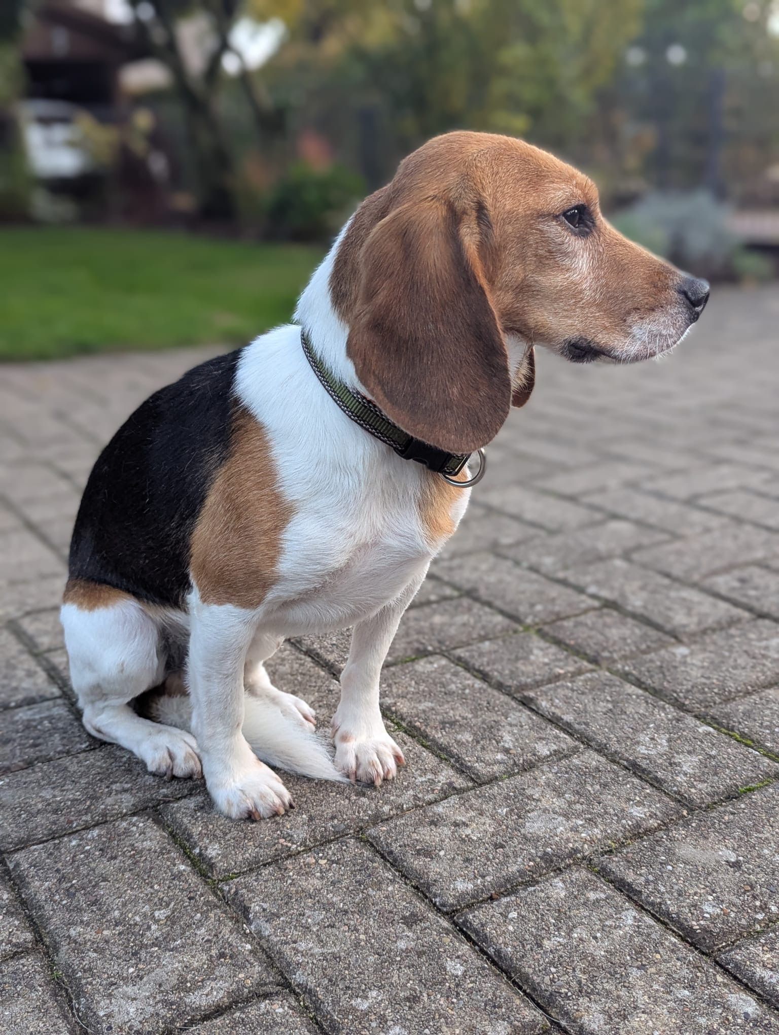 Edgar, Rüde, 2 Jahre