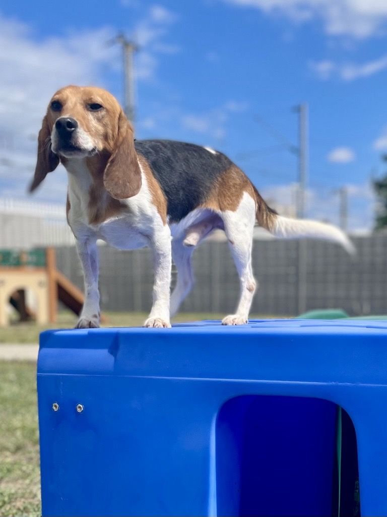 Edgar, Rüde, 2 Jahre