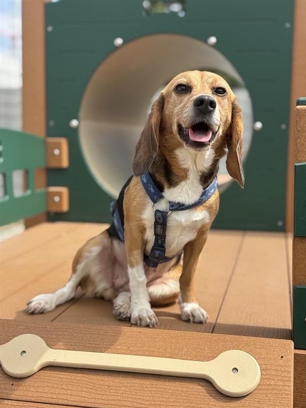 Tia, Hündin, 3 Jahre