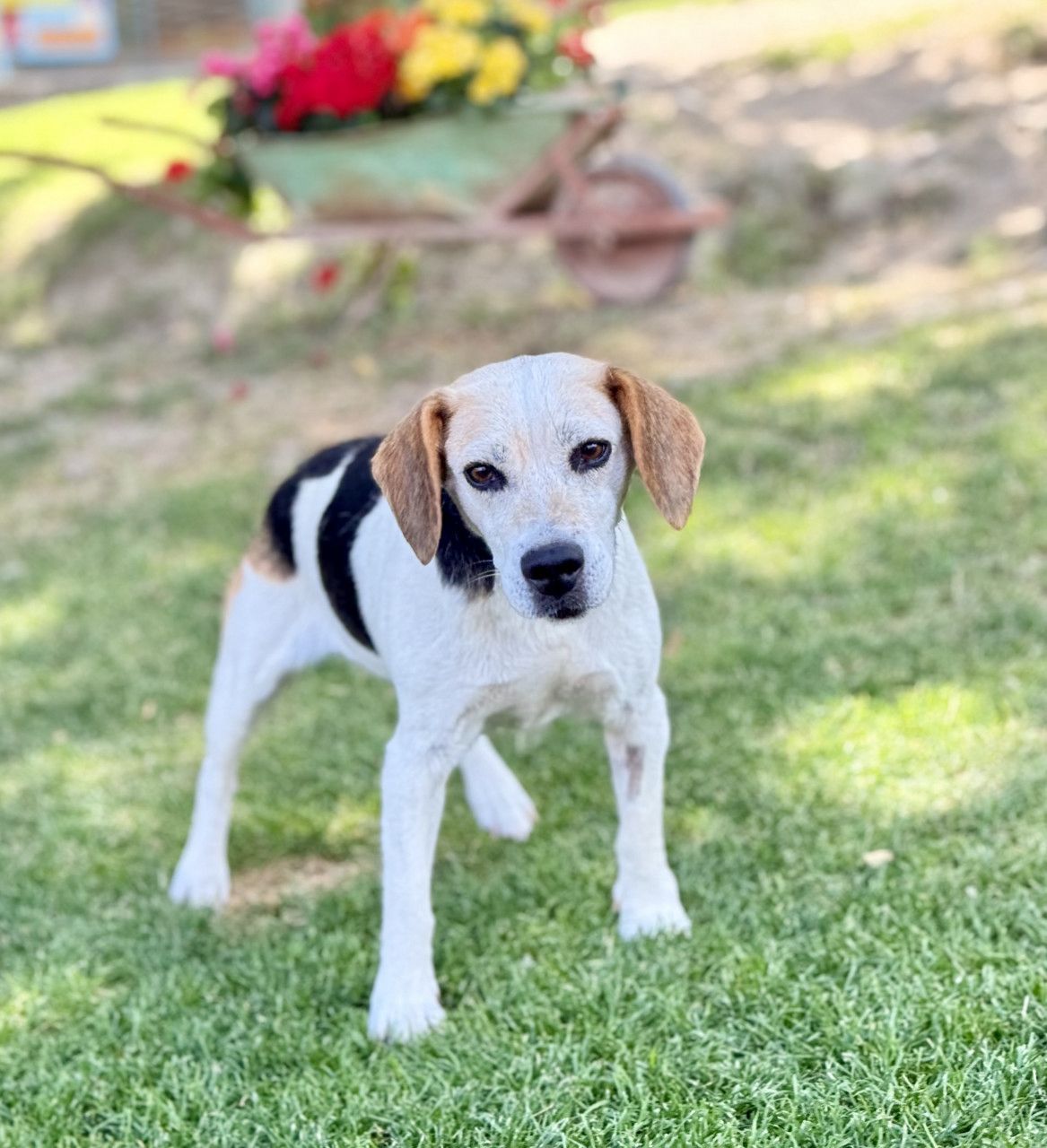 Remy (SK), Hündin, 8 Jahre