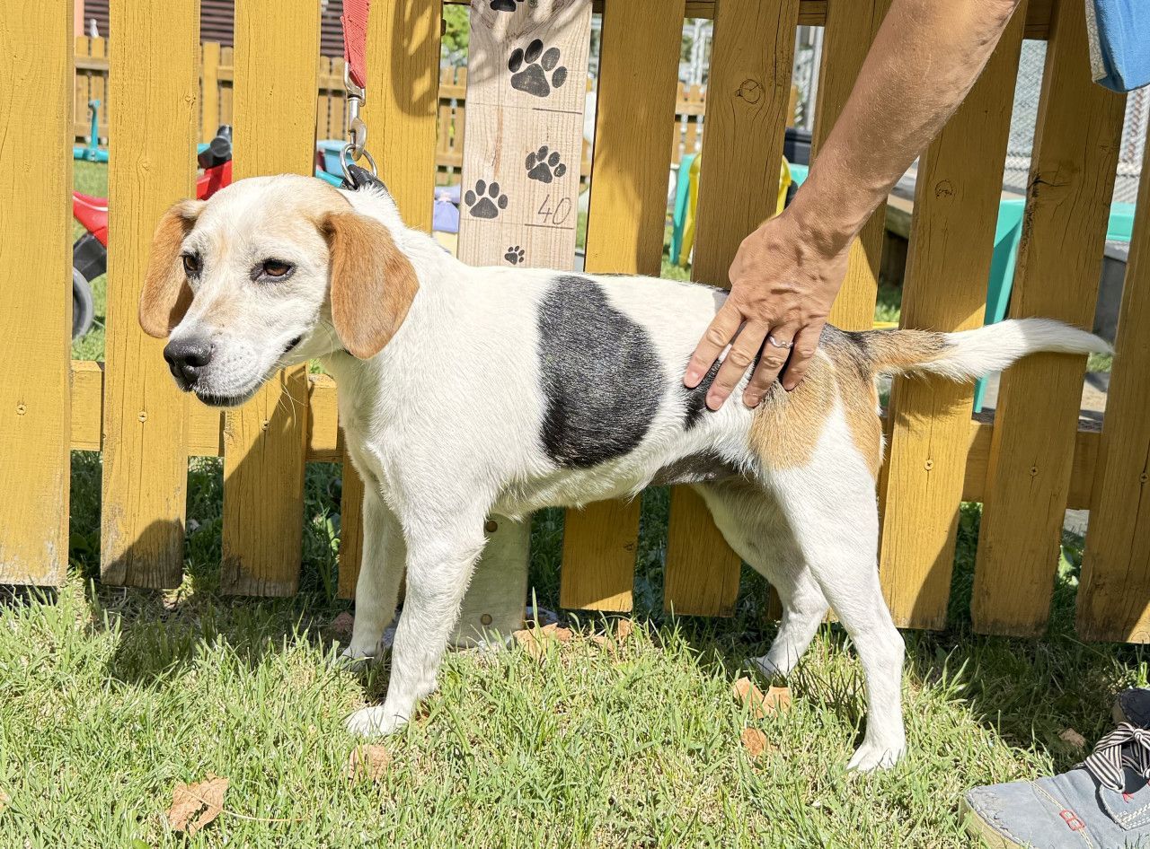 Remy (SK), Hündin, 8 Jahre