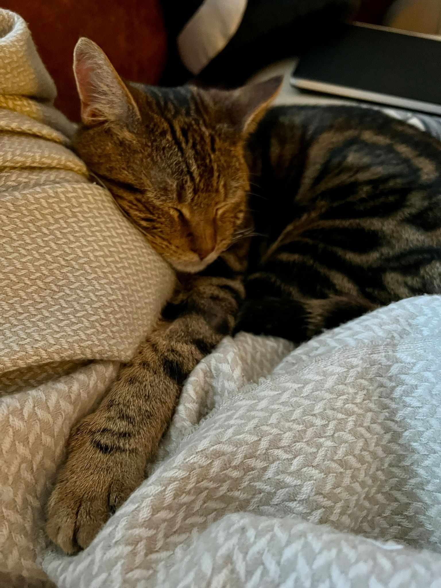 Oscar , Kater, 1 Jahr