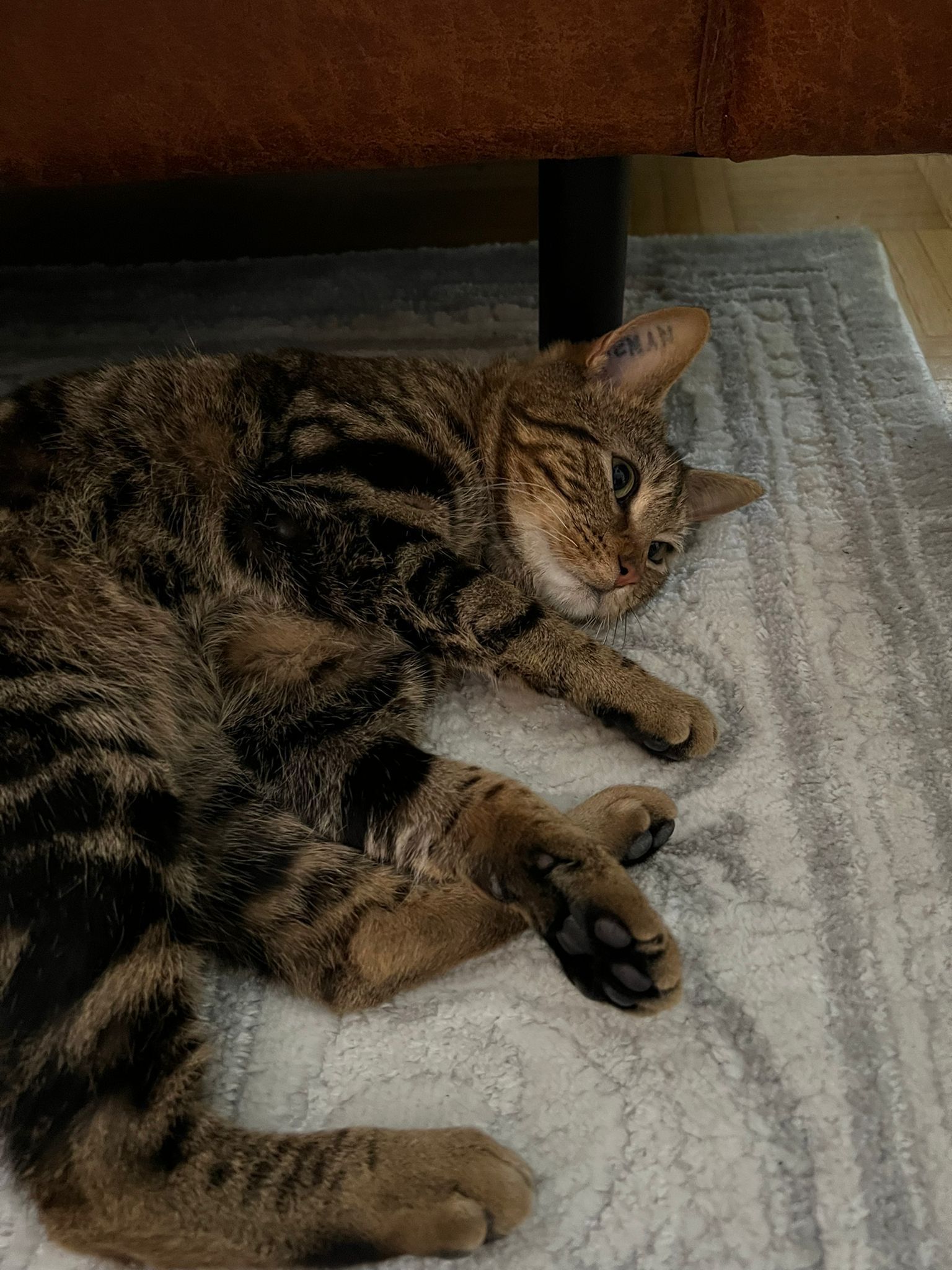 Oscar , Kater, 1 Jahr