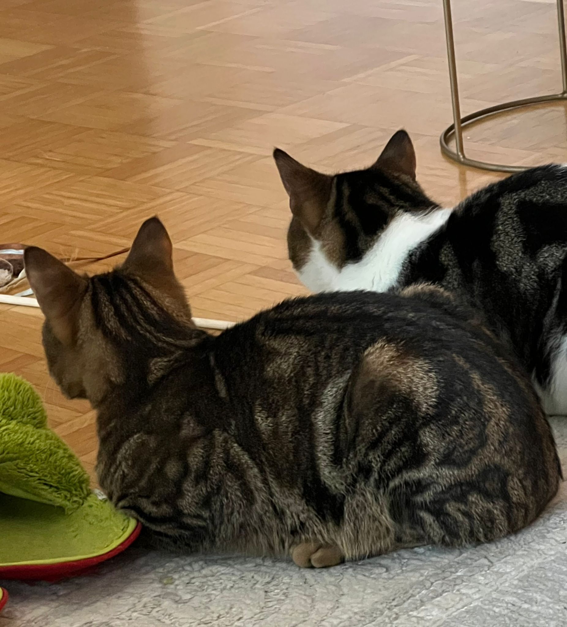 Oscar , Kater, 1 Jahr