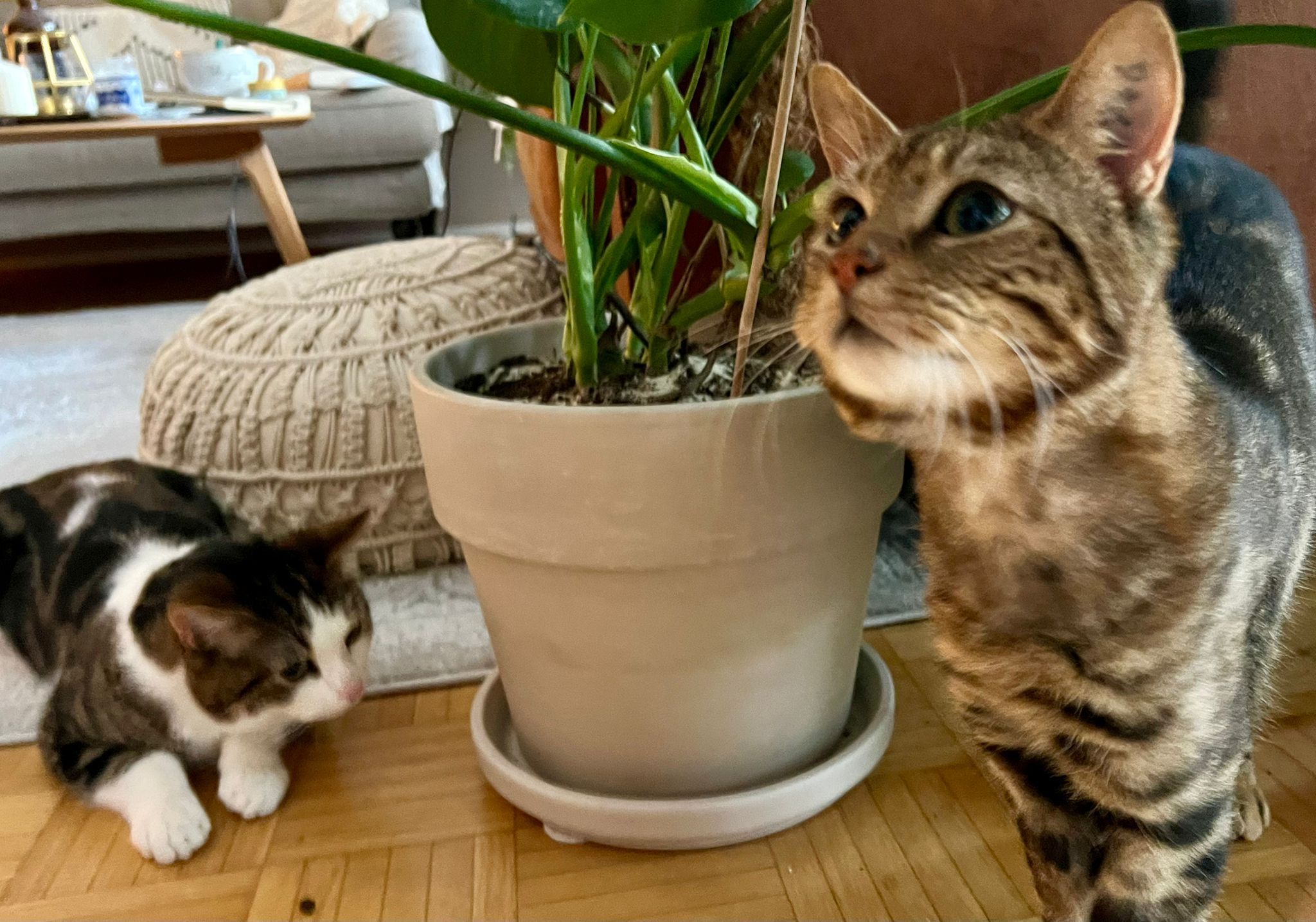 Oscar , Kater, 1 Jahr