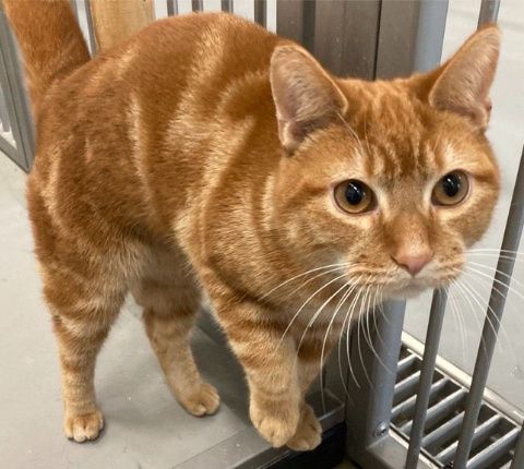 Basti, Kater, 1 Jahr