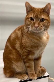 Basti, Kater, 1 Jahr