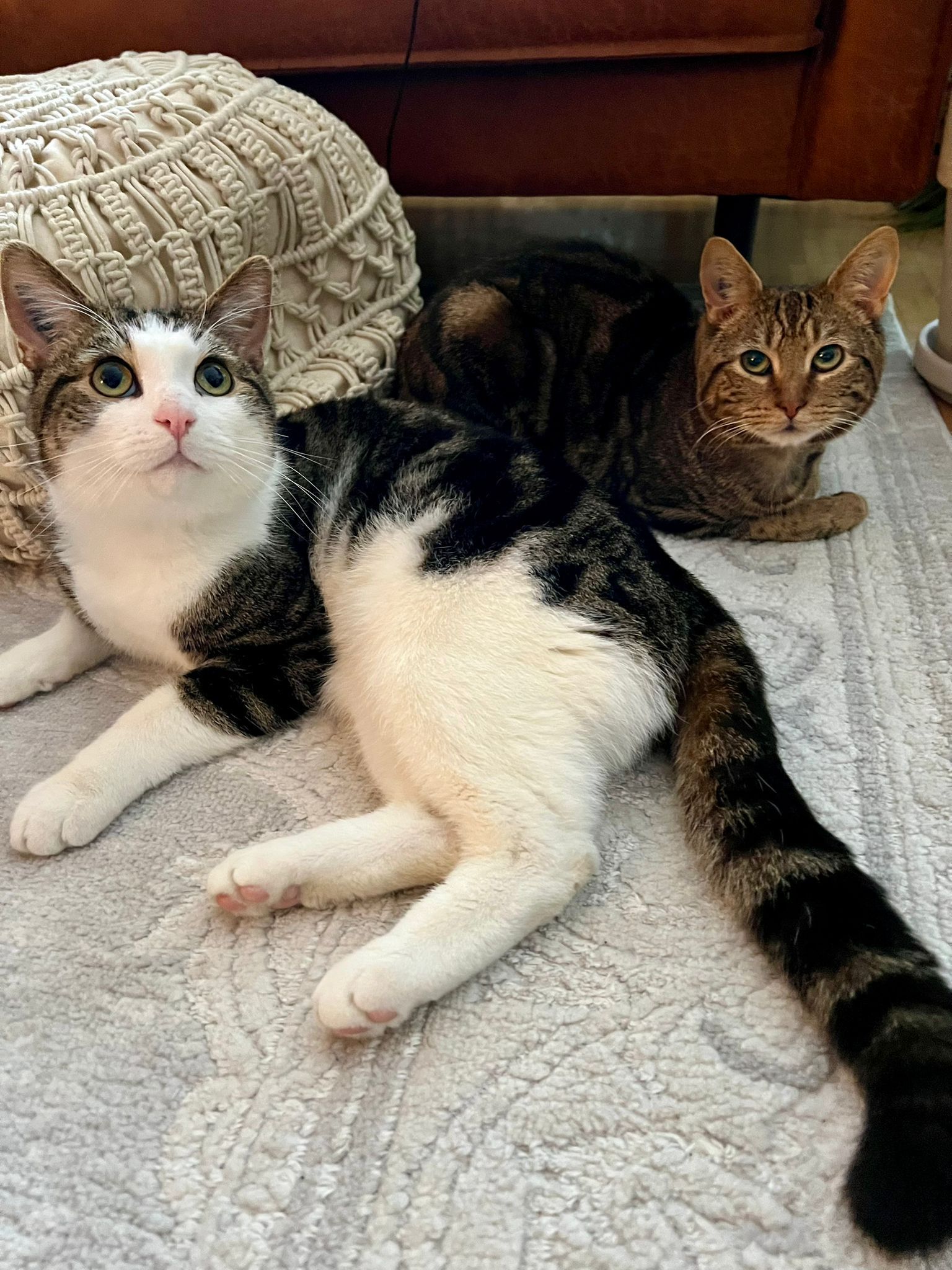 Willi, Kater, 1 Jahr