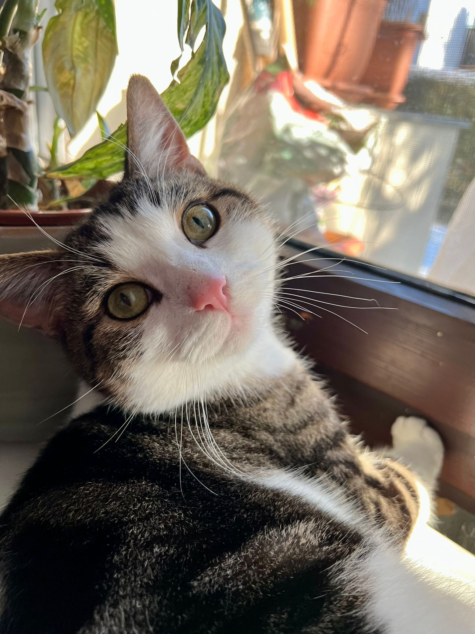 Willi, Kater, 1 Jahr