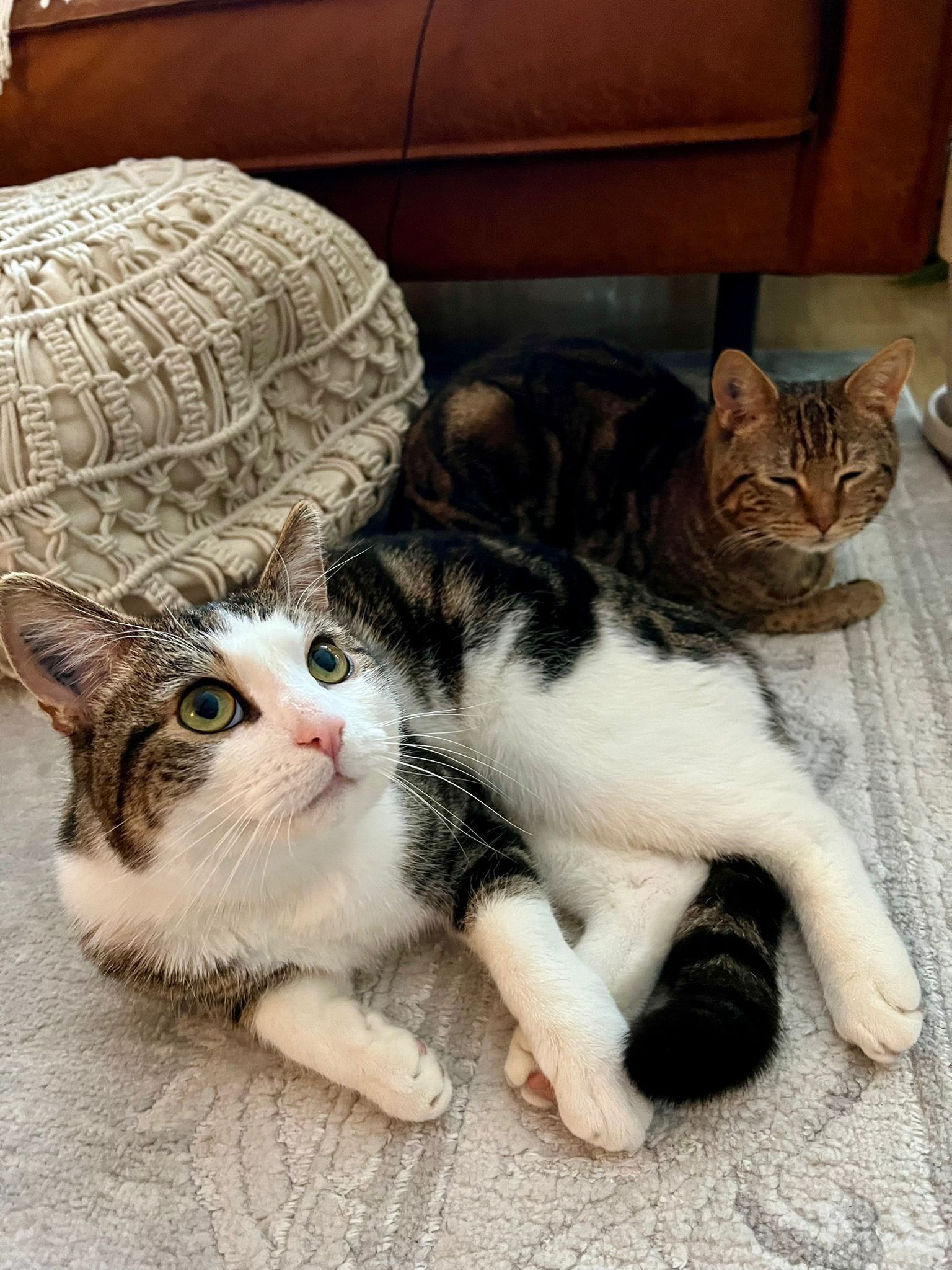 Willi, Kater, 1 Jahr