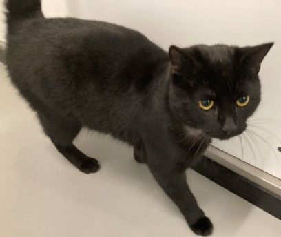 Gabriel, Kater, 1 Jahr