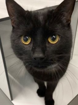 Gabriel, Kater, 1 Jahr