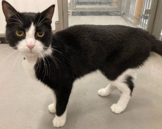 Felix, Kater, 1 Jahr