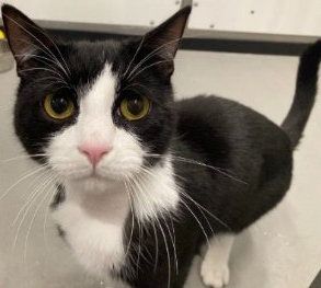 Felix, Kater, 1 Jahr