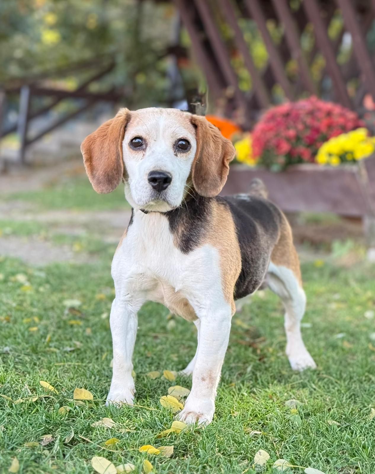 Emy (SK), Hündin, 9 Jahre