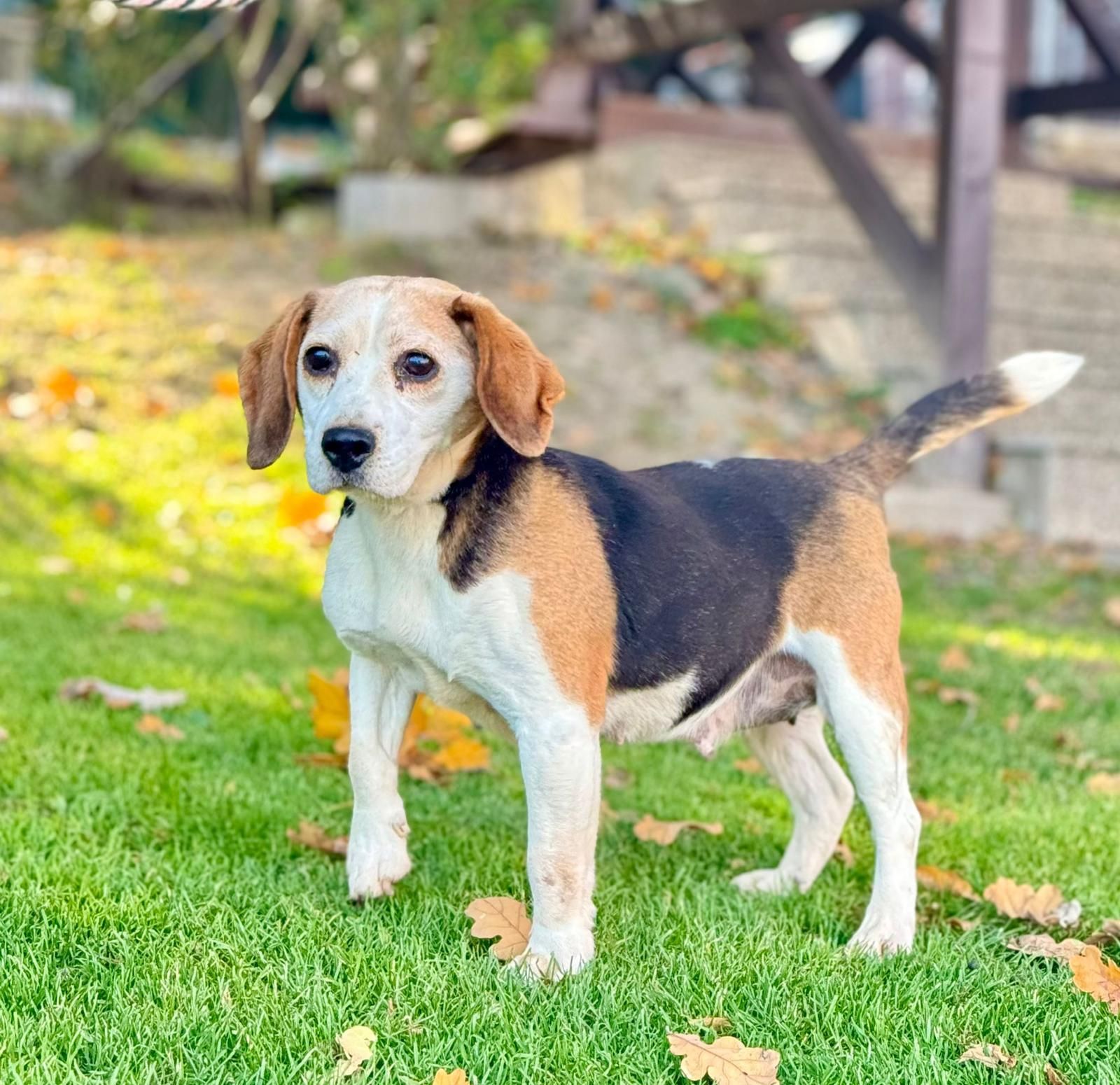 Emy (SK), Hündin, 9 Jahre