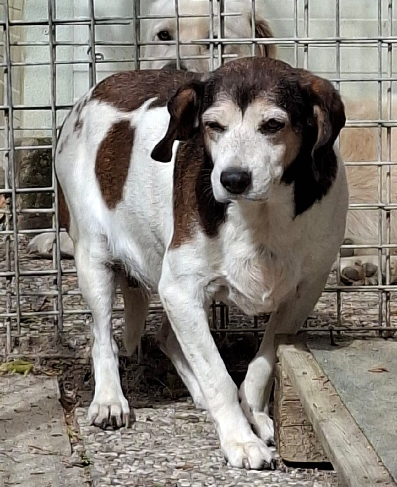 Bianca, Hündin, 8 Jahre