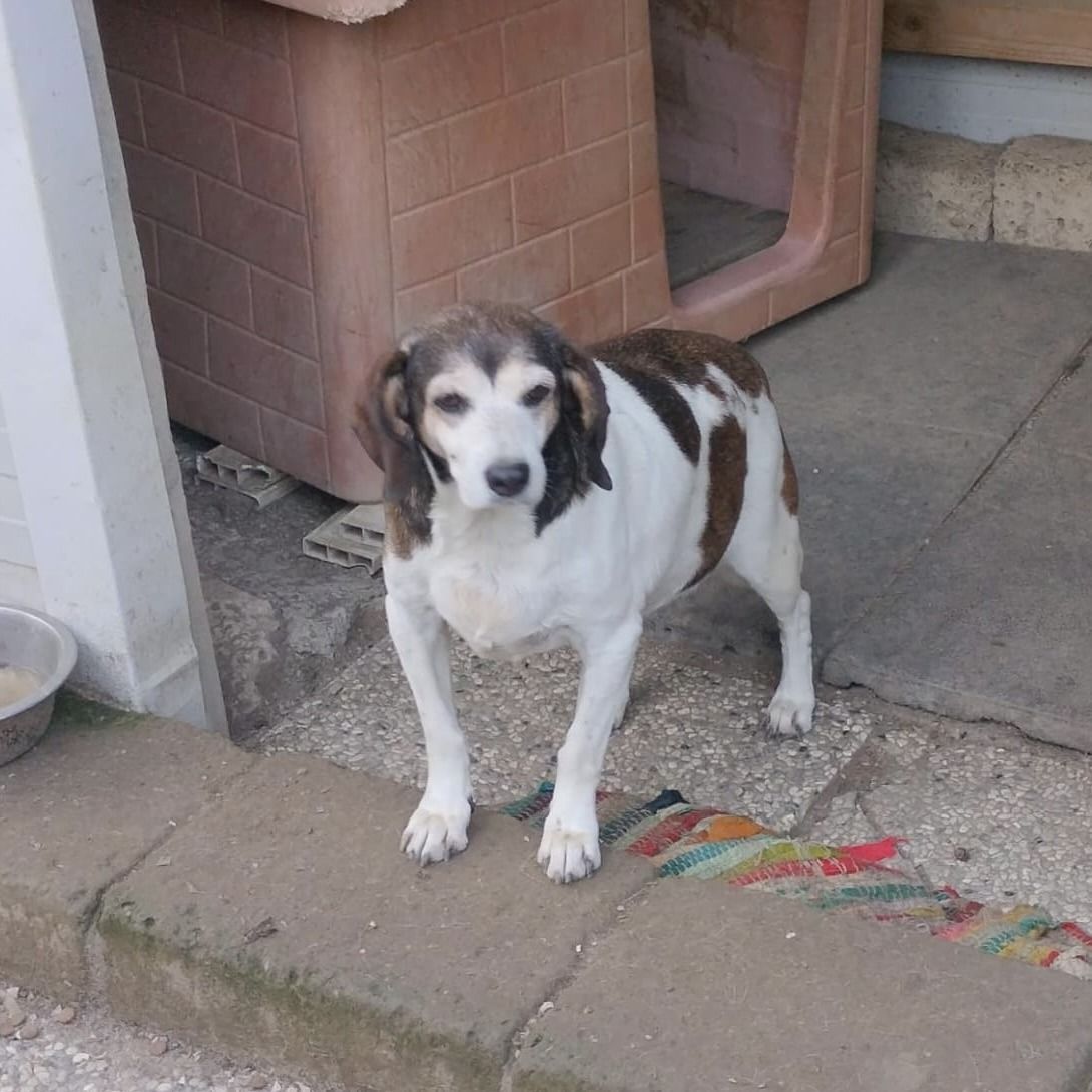 Bianca, Hündin, 8 Jahre