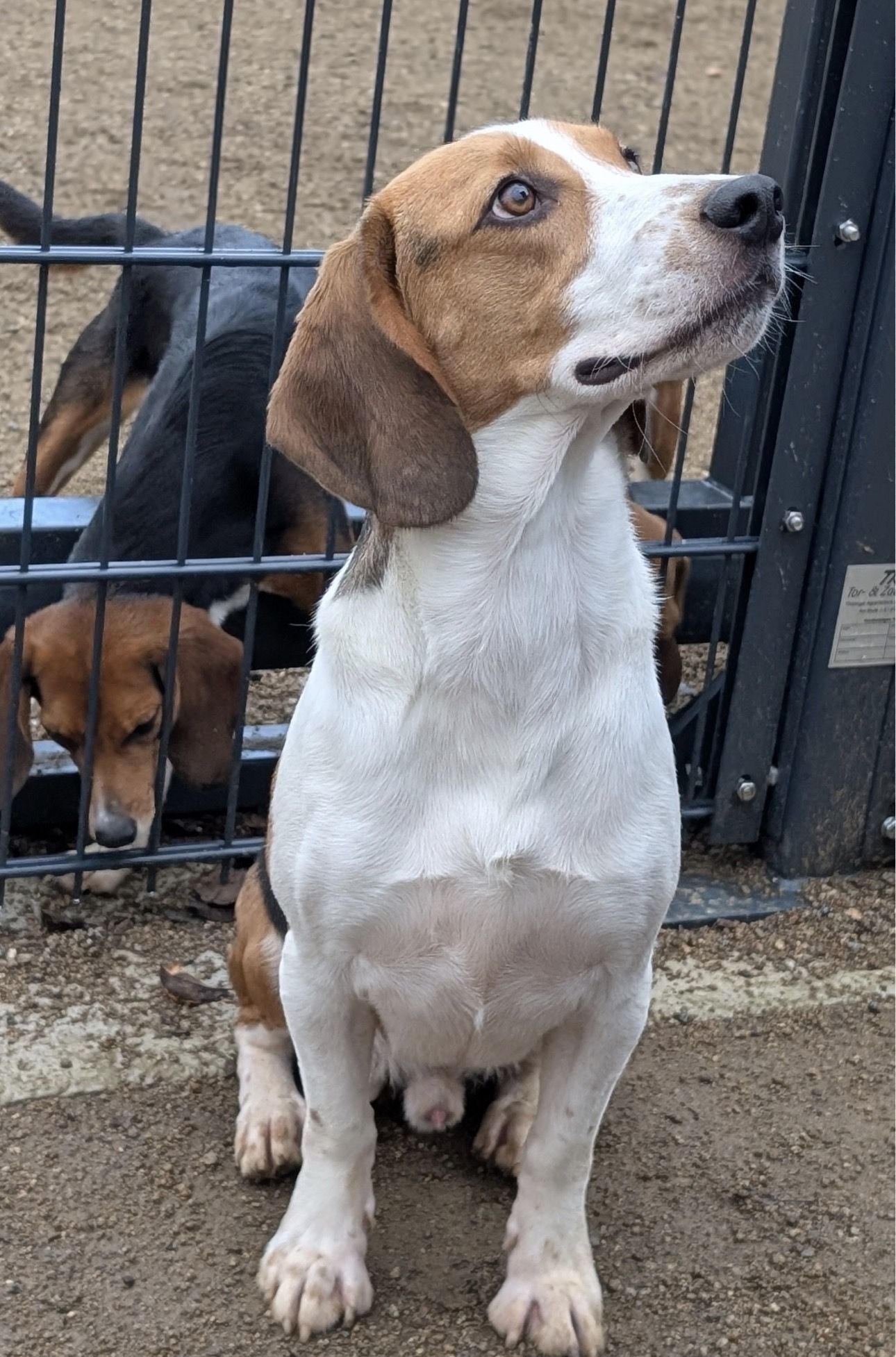 Crumbs, Rüde, 3 Jahre