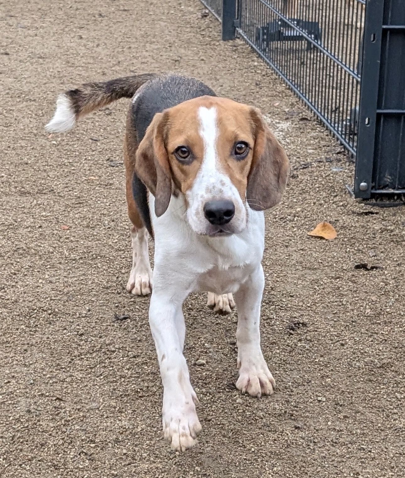 Crumbs, Rüde, 3 Jahre