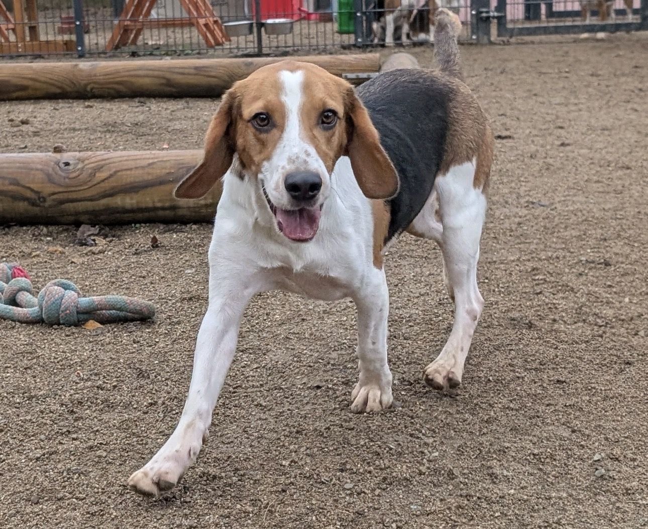 Crumbs, Rüde, 3 Jahre