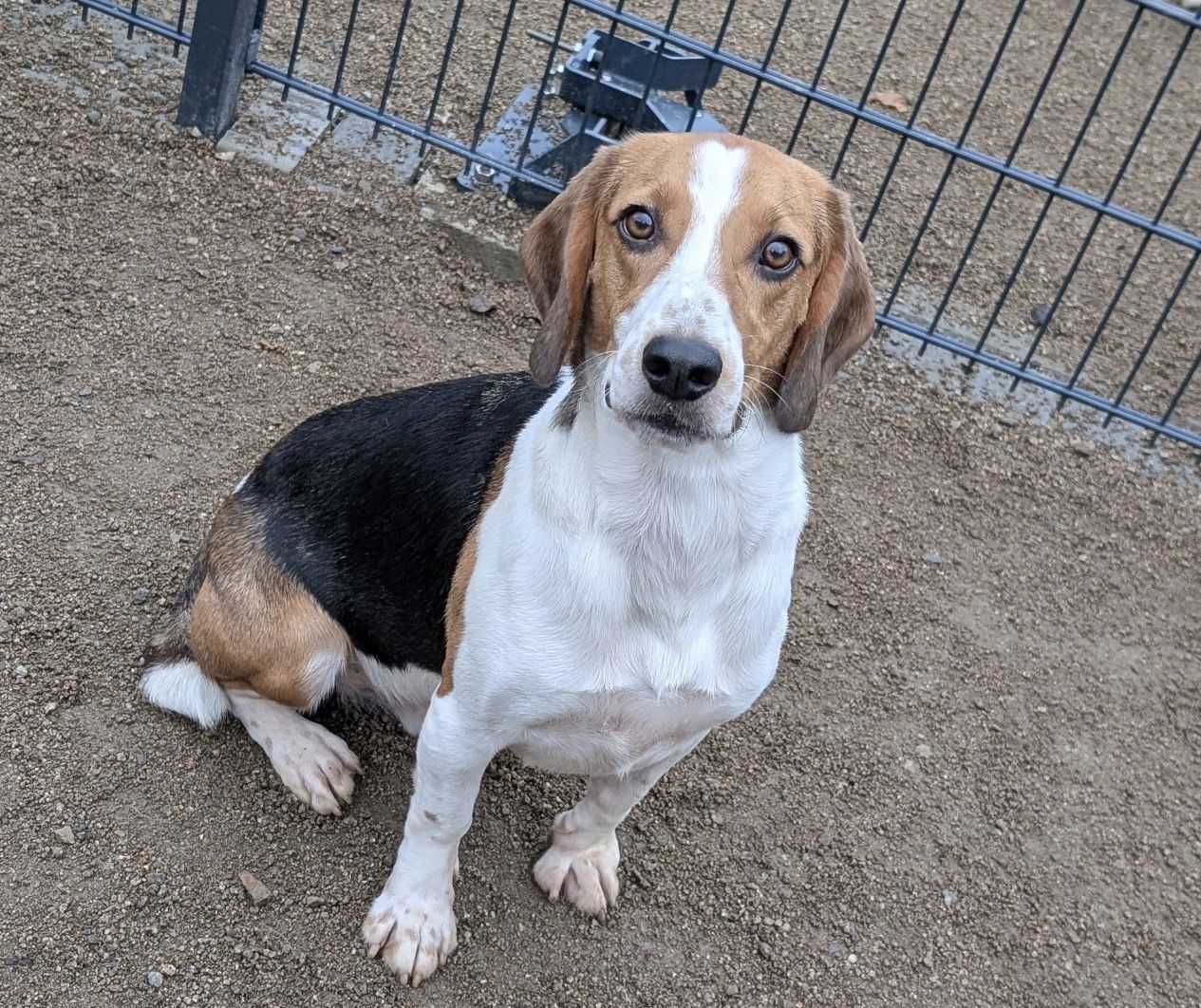 Crumbs, Rüde, 3 Jahre