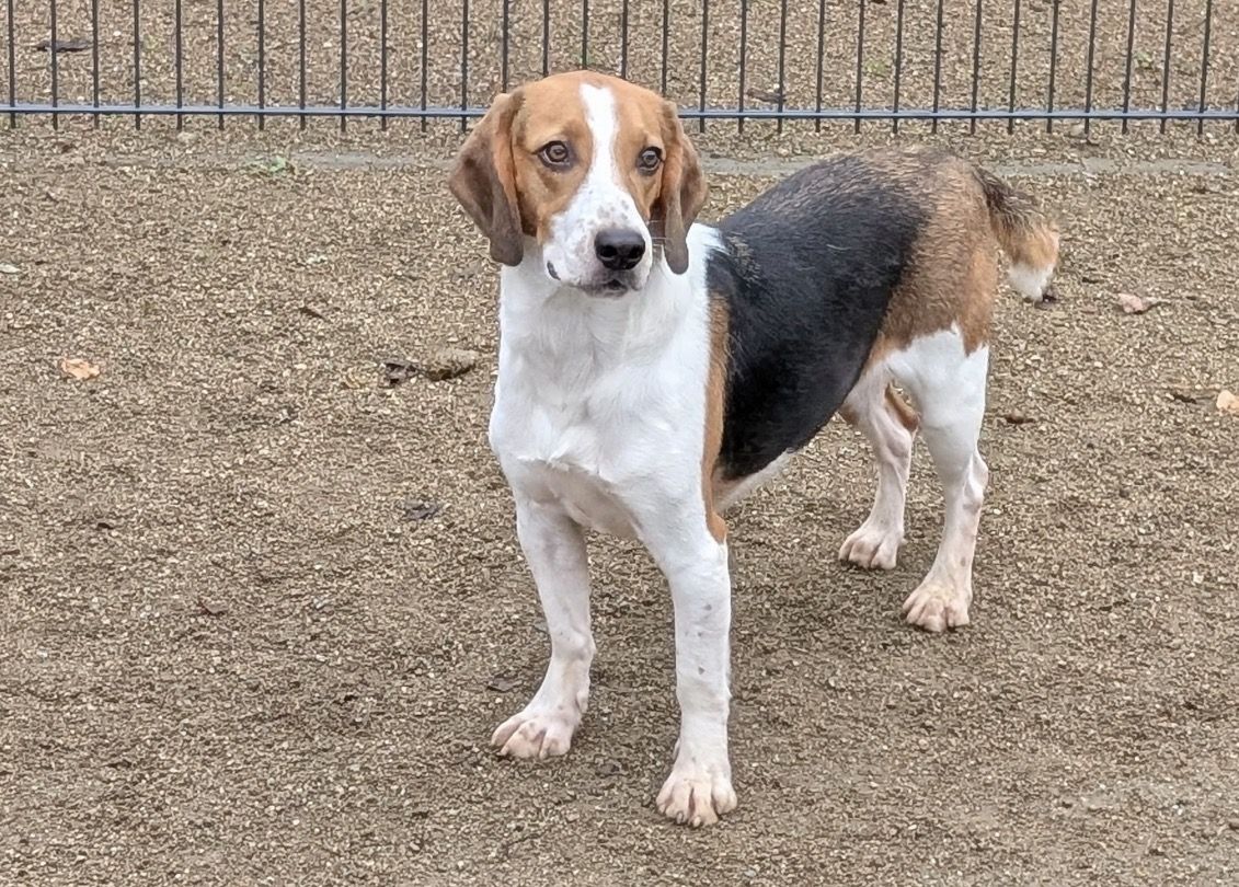 Crumbs, Rüde, 3 Jahre