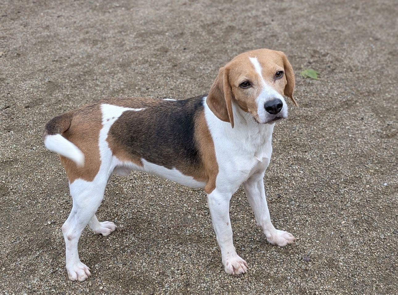 Duke , Rüde, 4 Jahre