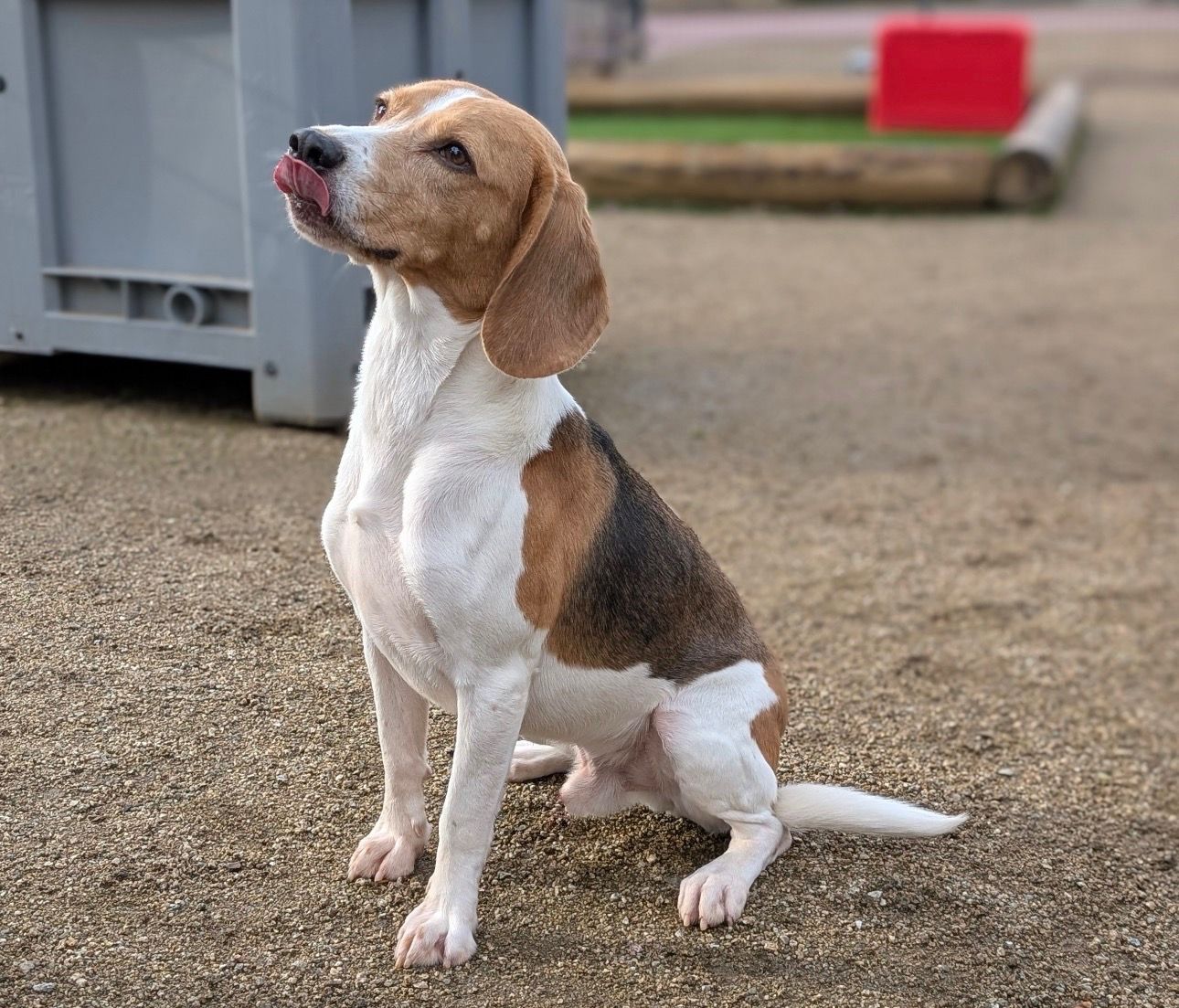 Duke , Rüde, 4 Jahre