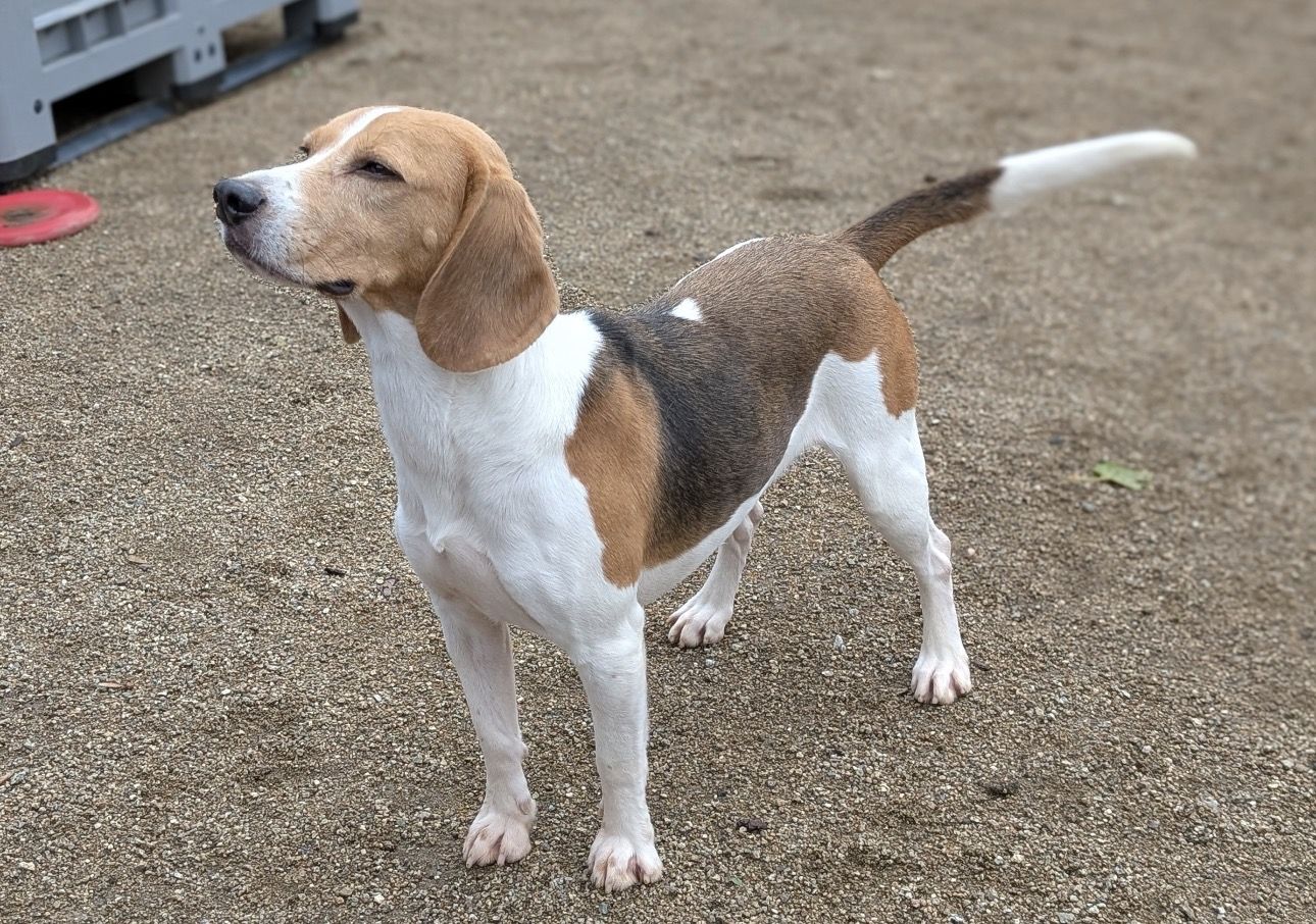 Duke , Rüde, 4 Jahre