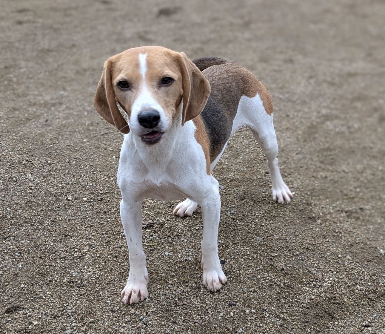Duke , Rüde, 4 Jahre