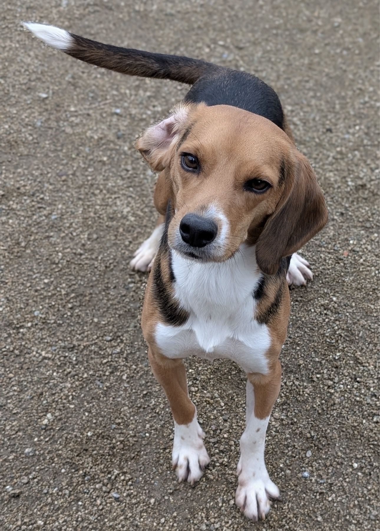 Elvis , Rüde, 4 Jahre