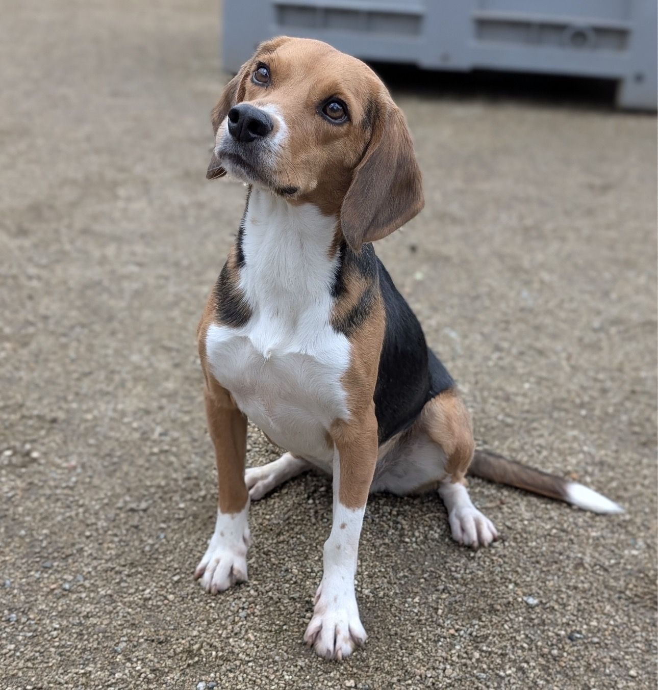 Elvis , Rüde, 4 Jahre