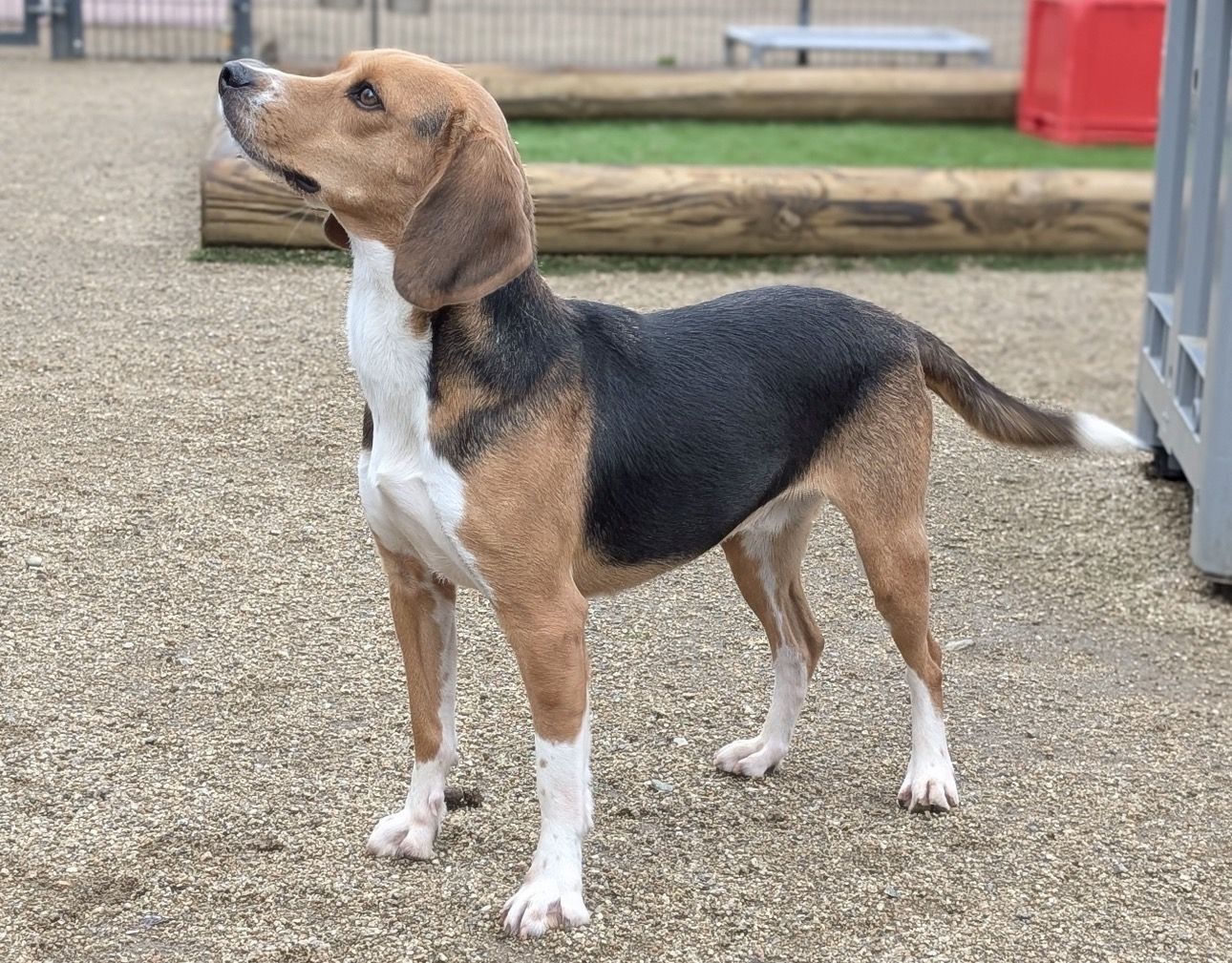 Elvis , Rüde, 4 Jahre