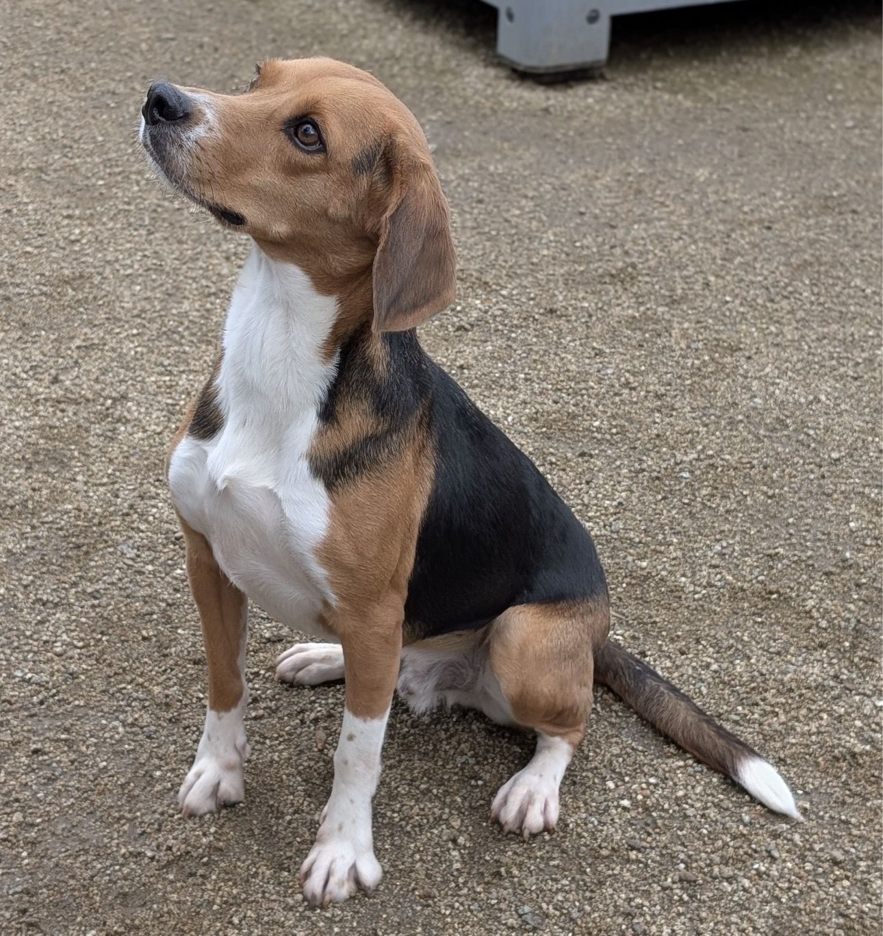 Elvis , Rüde, 4 Jahre