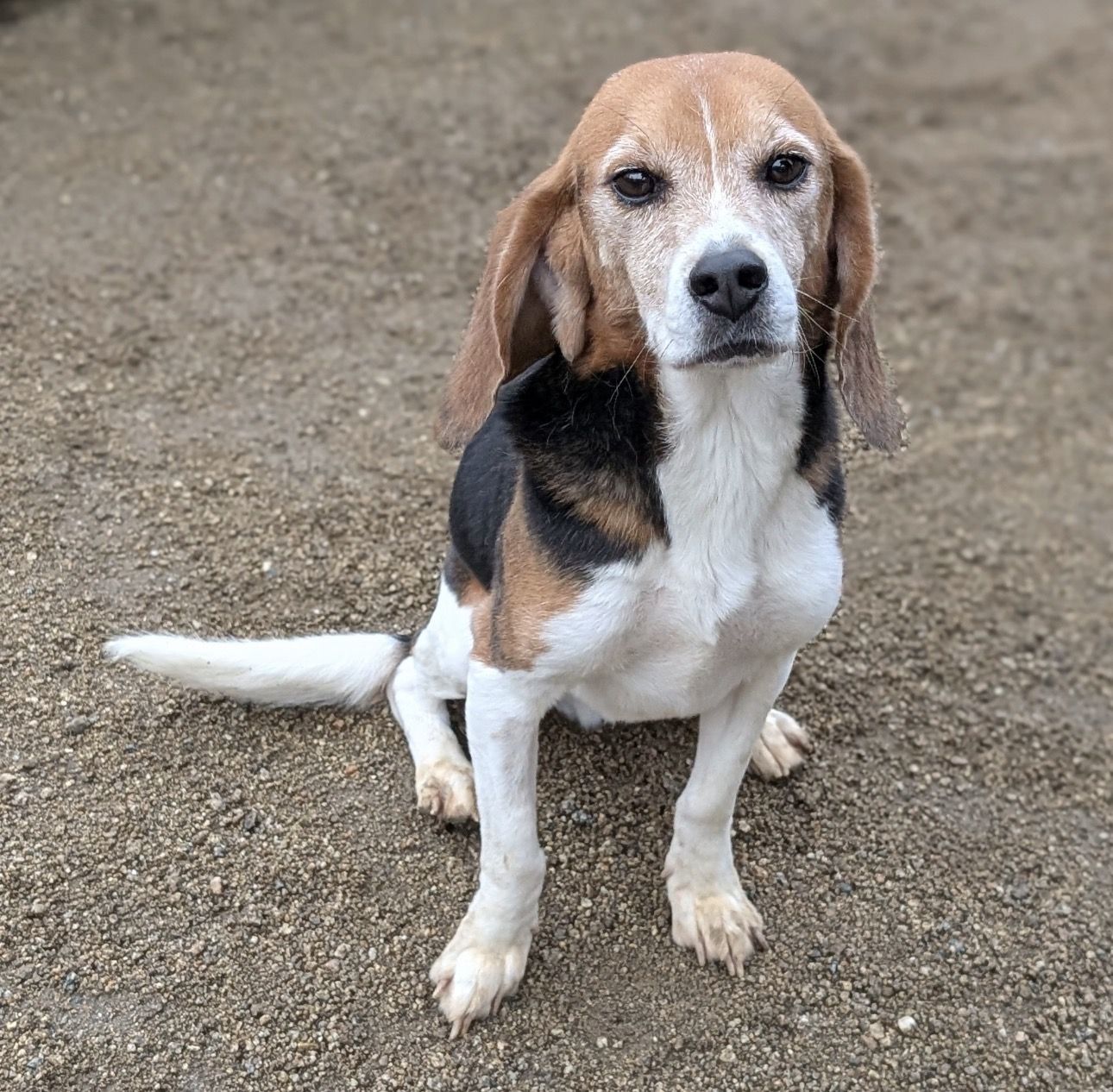 Franz , Rüde, 4 Jahre