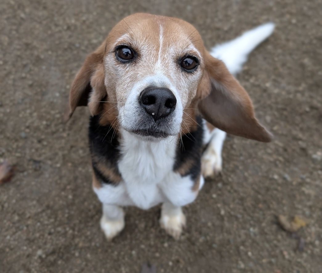 Franz , Rüde, 4 Jahre