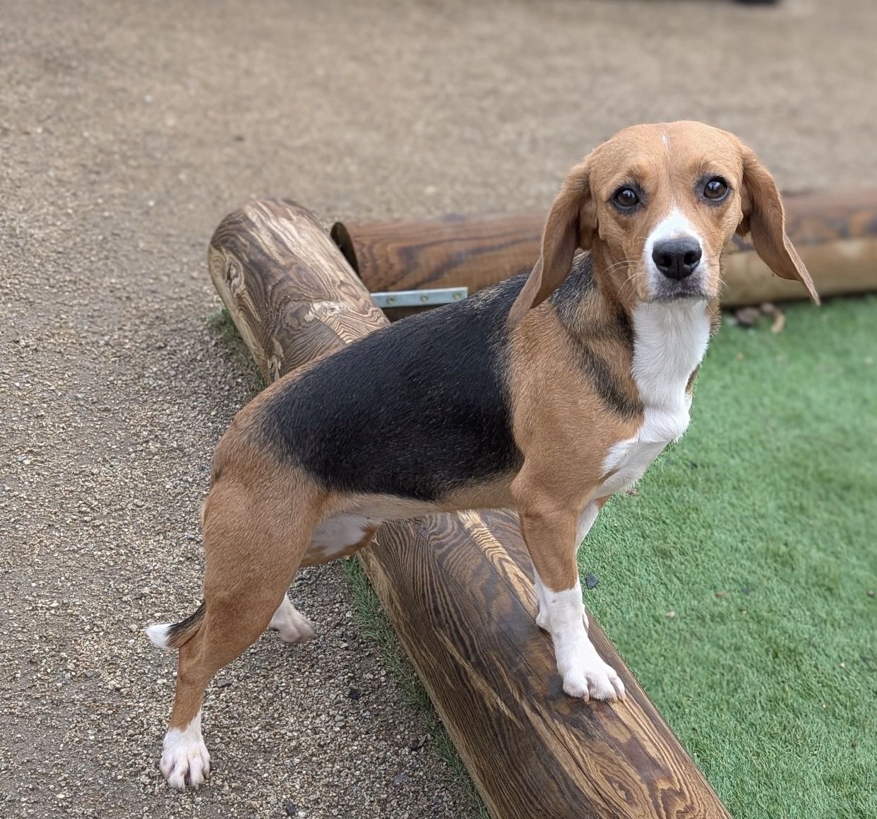 Susi ehem. Hazel, Hündin, 4 Jahre