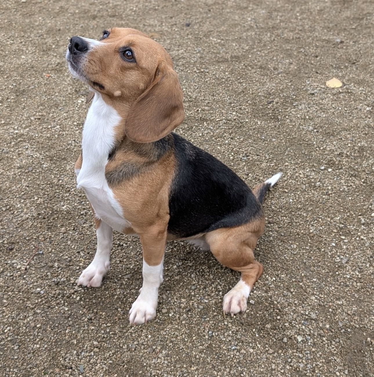 Susi ehem. Hazel, Hündin, 4 Jahre